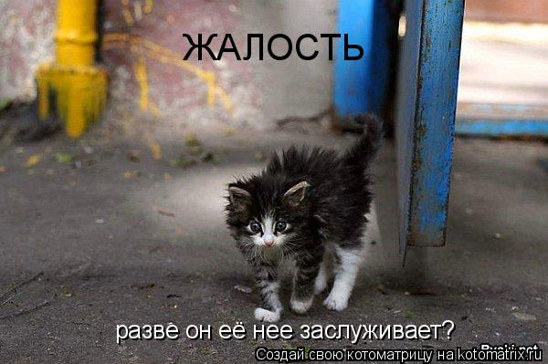 ЖАЛОСТЬ разве он её нее заслуживает?... Котоматрица: ЖАЛОСТЬ разве он её нее заслуживает?