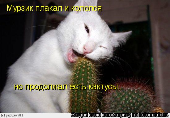 Мурзик плакал и кололся но продолжал есть кактусы..... Котоматрица: Мурзик плакал и кололся но продолжал есть кактусы..