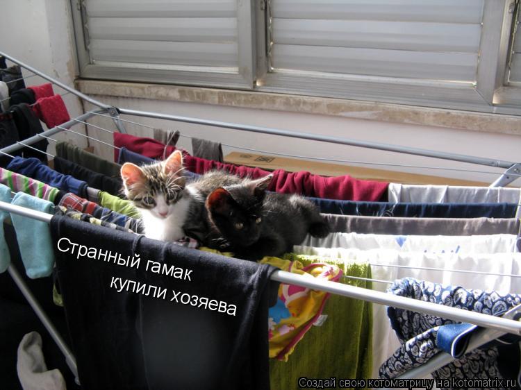 Странный гамак купили хозяева... Котоматрица: Странный гамак купили хозяева