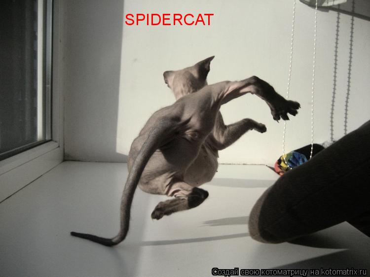 SPIDERCAT... Котоматрица: SPIDERCAT