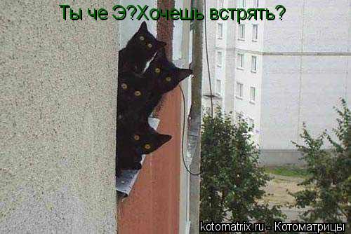 Ты че Э?Хочешь встрять?... Котоматрица: Ты че Э?Хочешь встрять?