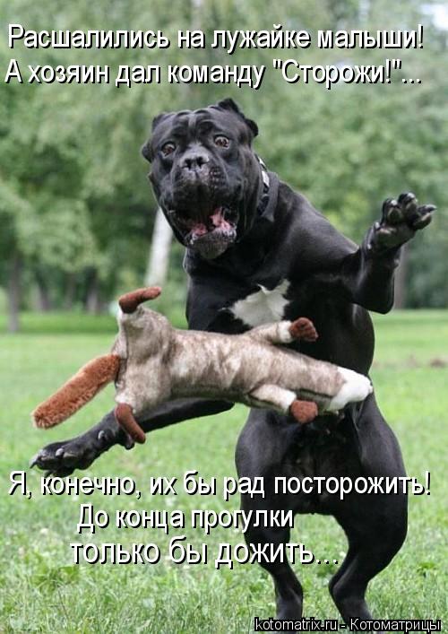 Расшалились на лужайке малыши! А хозяин дал команду "Сторожи!"... Я, конечно, их бы рад посторожить! ... Котоматрица: Расшалились на лужайке малыши! А хозяин дал команду "Сторожи!"... Я, конечно, их бы рад посторожить! До конца прогулки только бы дожить...