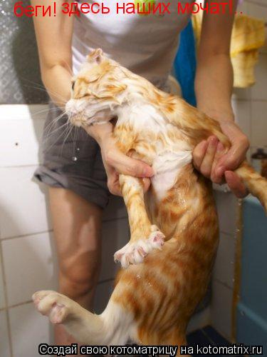 беги! здесь наших мочат!..... Котоматрица: беги! здесь наших мочат!..