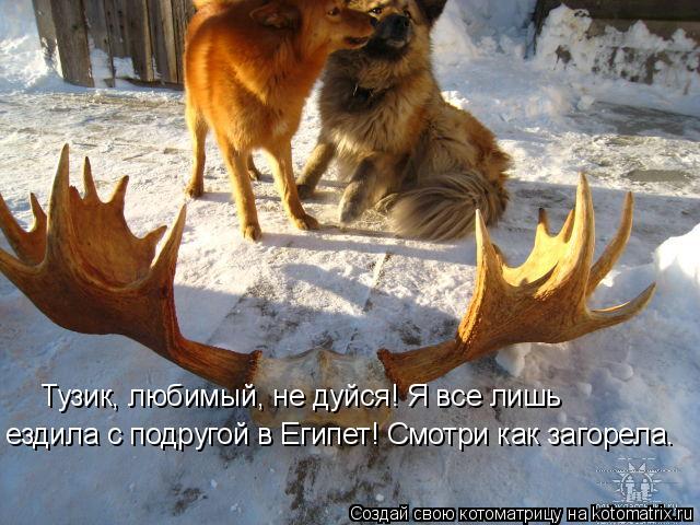 Тузик, любимый, не дуйся! Я все лишь ездила с подругой в Египет! Смотри как загорела.... Котоматрица: Тузик, любимый, не дуйся! Я все лишь ездила с подругой в Египет! Смотри как загорела.