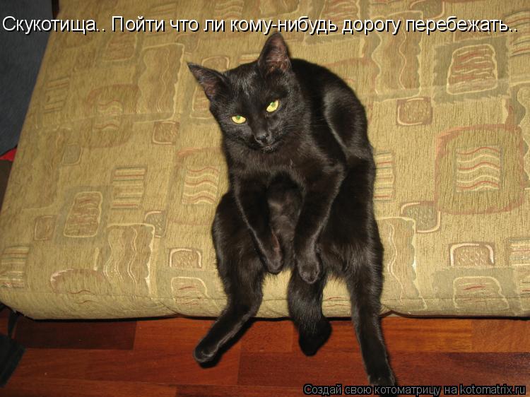 Скукотища.. Пойти что ли кому-нибудь дорогу перебежать..... Котоматрица: Скукотища.. Пойти что ли кому-нибудь дорогу перебежать..
