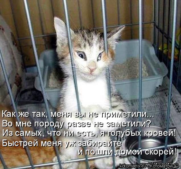 Как же так, меня вы не приметили... Во мне породу разве не заметили? Из самых, что ни есть, я голубых... Котоматрица: Как же так, меня вы не приметили... Во мне породу разве не заметили? Из самых, что ни есть, я голубых кровей! Быстрей меня уж забирайте и пошли