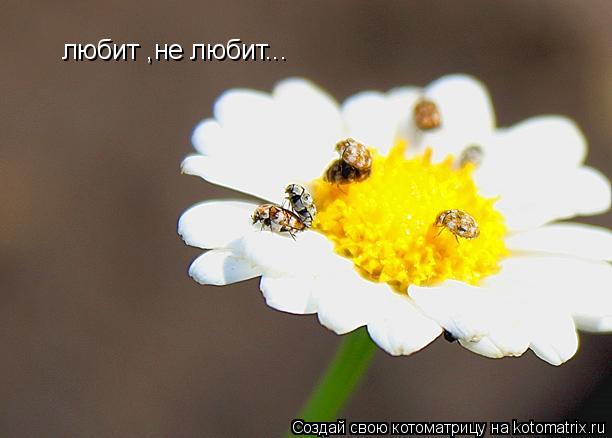 любит ,не любит...... Котоматрица: любит ,не любит...