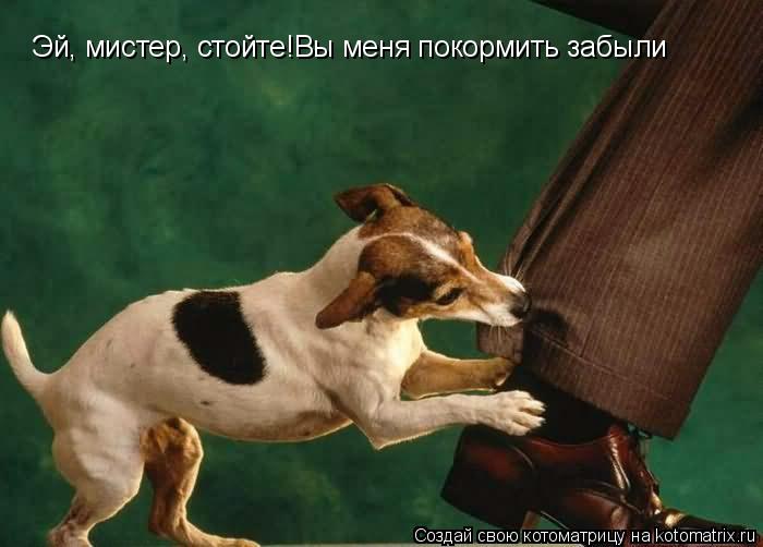 Эй, мистер, стойте!Вы меня покормить забыли... Котоматрица: Эй, мистер, стойте!Вы меня покормить забыли