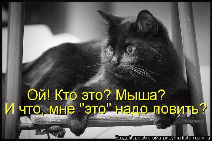 Ой! Кто это? Мыша? И что, мне "это" надо ловить?... Котоматрица: Ой! Кто это? Мыша? И что, мне "это" надо ловить?