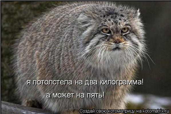 я потолстела на два килограмма! а может на пять!... Котоматрица: я потолстела на два килограмма! а может на пять!