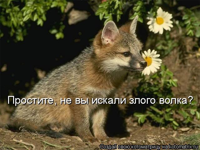 Простите, не вы искали злого волка?... Котоматрица: Простите, не вы искали злого волка?