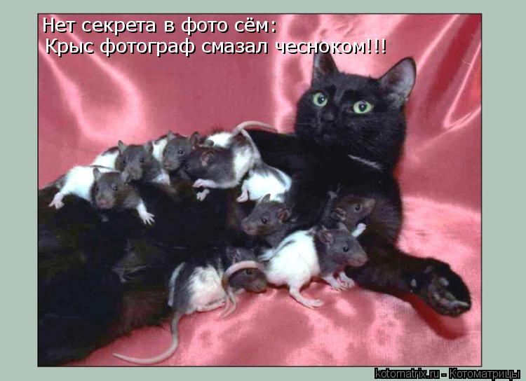Нет секрета в фото сём: Крыс фотограф смазал чесноком!!!... Котоматрица: Нет секрета в фото сём: Крыс фотограф смазал чесноком!!!