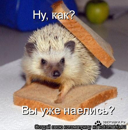 Ну, как? Вы уже наелись?... Котоматрица: Ну, как? Вы уже наелись?
