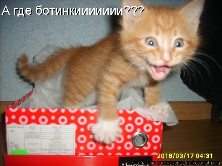 А где ботинкиииииии???... Котоматрица: А где ботинкиииииии???