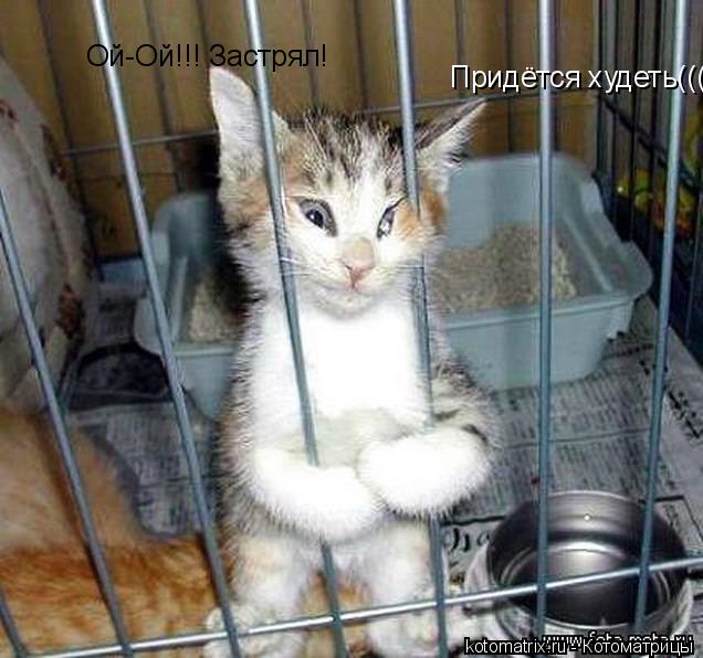 Ой-Ой!!! Застрял! Придётся худеть((((((... Котоматрица: Ой-Ой!!! Застрял! Придётся худеть((((((