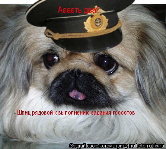 Котоматрица: Аааать два! Шпиц рядовой к выполнению задания гоооотов