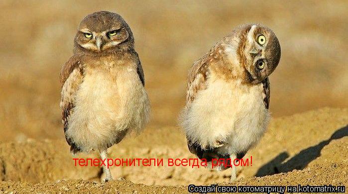 Котоматрица: телехронители всегда рядом!