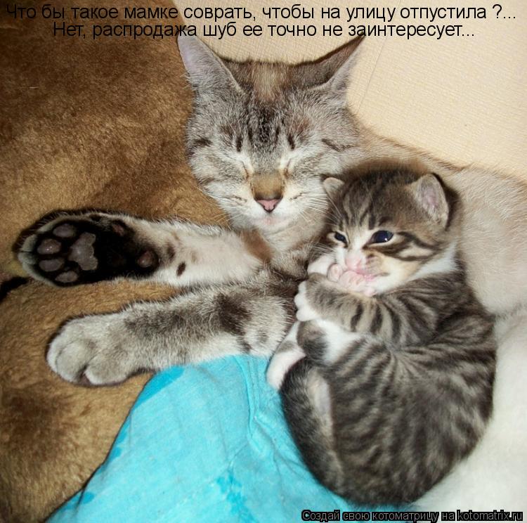 Котоматрица: Что бы такое мамке соврать, чтобы на улицу отпустила ?... Нет, распродажа шуб ее точно не заинтересует...
