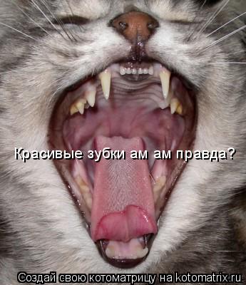 Красивые зубки ам ам правда?... Котоматрица: Красивые зубки ам ам правда?
