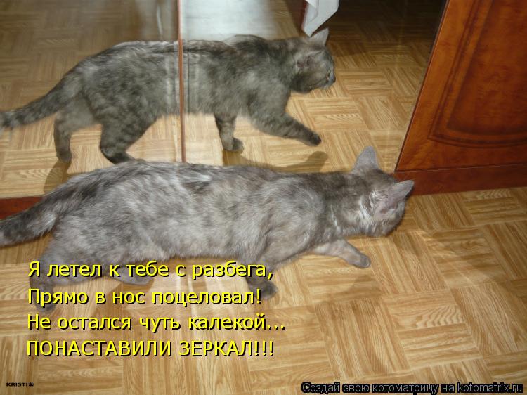 Котоматрица: Я летел к тебе с разбега,  Прямо в нос поцеловал! Не остался чуть калекой... ПОНАСТАВИЛИ ЗЕРКАЛ!!!