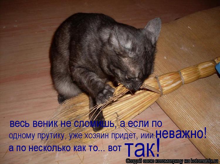 весь веник не сломишь, а если по одному прутику, уже хозяин придет, иии... неважно! а по несколько ка... Котоматрица: весь веник не сломишь, а если по одному прутику, уже хозяин придет, иии... неважно! а по несколько как то... вот так!