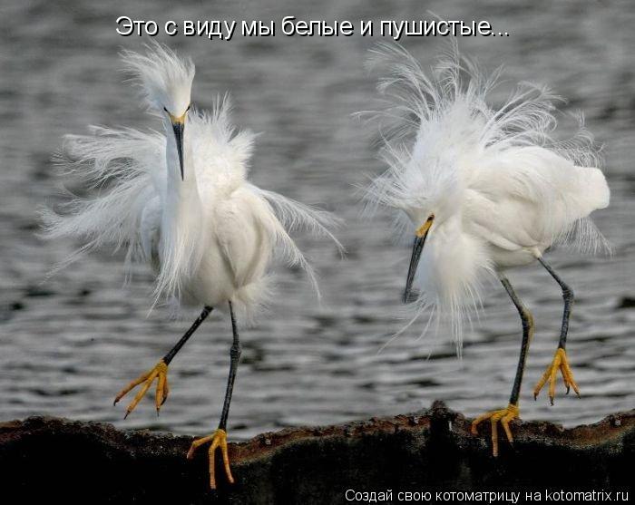 Это с виду мы белые и пушистые...... Котоматрица: Это с виду мы белые и пушистые...