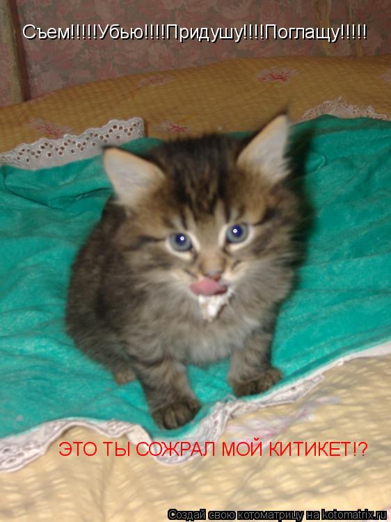 Съем!!!!!Убью!!!!Придушу!!!!Поглащу!!!!! ЭТО ТЫ СОЖРАЛ МОЙ КИТИКЕТ!?... Котоматрица: Съем!!!!!Убью!!!!Придушу!!!!Поглащу!!!!! ЭТО ТЫ СОЖРАЛ МОЙ КИТИКЕТ!?
