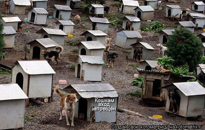 Кошкам вход запрещён... Котоматрица: Кошкам вход запрещён