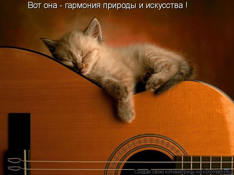 Вот она - гармония природы и искусства !... Котоматрица: Вот она - гармония природы и искусства !