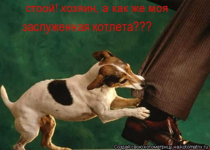 стоой! хозяин, а как же моя заслуженная котлета???... Котоматрица: стоой! хозяин, а как же моя заслуженная котлета???