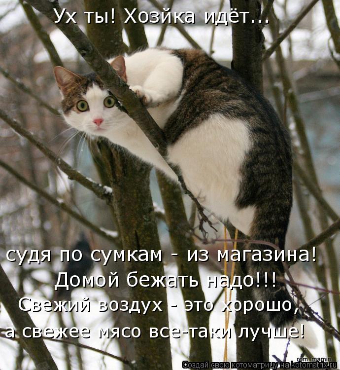 Котоматрица: Ух ты! Хозйка идёт...  судя по сумкам - из магазина! Домой бежать надо!!! Свежий воздух - это хорошо, а свежее мясо все-таки лучше!