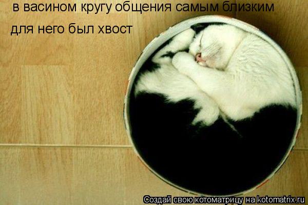 Котоматрица: в васином кругу общения самым близким для него был хвост