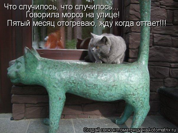 Котоматрица: Что случилось, что случилось... Говорила мороз на улице! Пятый месяц отогреваю, жду когда оттает!!!