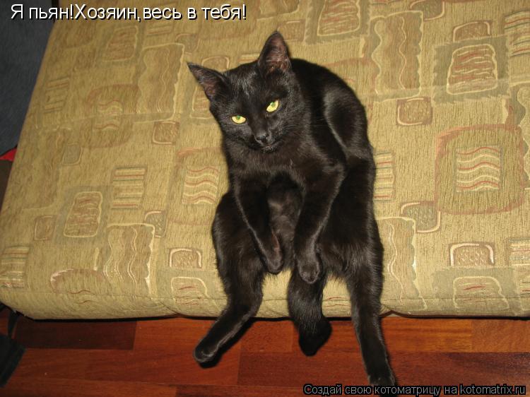 Котоматрица: Я пьян!Хозяин,весь в тебя!