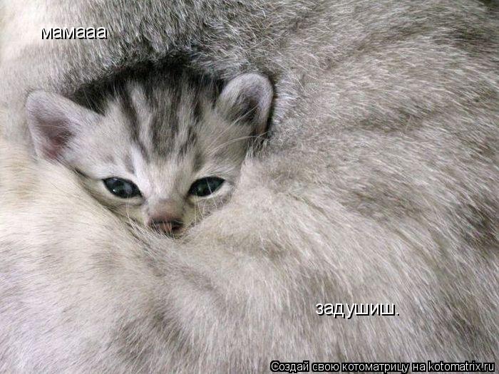 Котоматрица: мамааа задушиш.