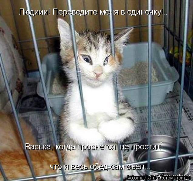 Котоматрица: Людиии! Переведите меня в одиночку!.. что я весь обед сам съел... Васька, когда проснется, не простит,