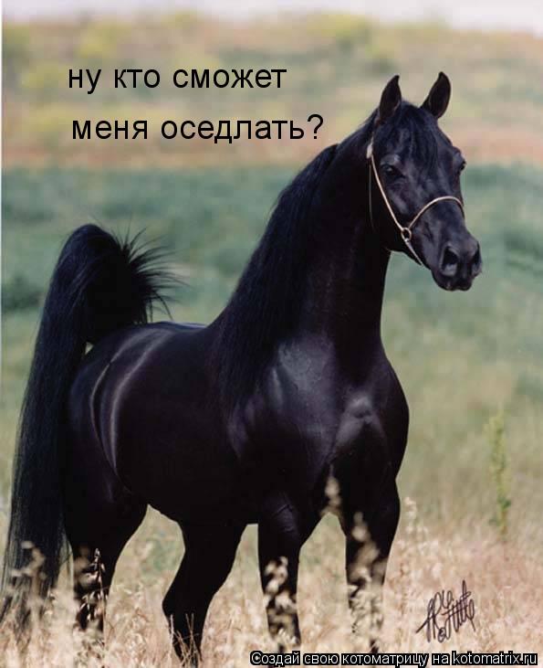 Котоматрица: ну кто сможет    меня оседлать?