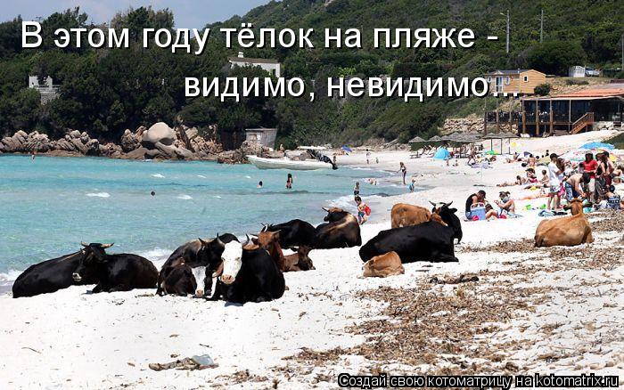 В этом году тёлок на пляже - видимо, невидимо...... Котоматрица: В этом году тёлок на пляже - видимо, невидимо...