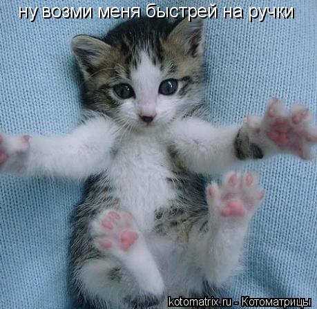 Котоматрица: ну возми меня быстрей на ручки