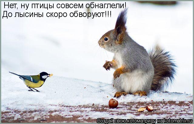 Котоматрица: Нет, ну птицы совсем обнаглели! До лысины скоро обворуют!!!