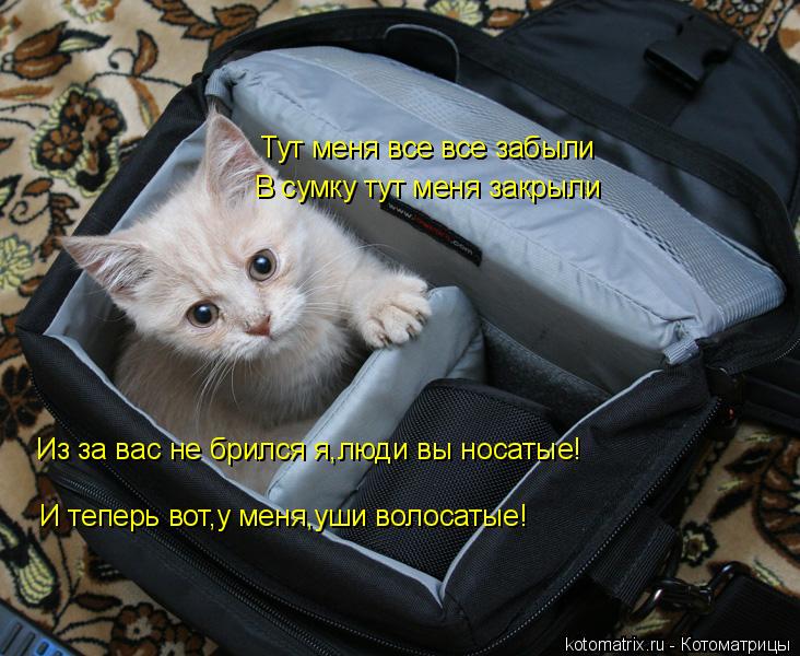 Котоматрица: Тут меня все все забыли Тут меня все все забыли В сумку тут меня закрыли Из за вас не брился я,люди вы носатые! И теперь вот,у меня,уши волосат