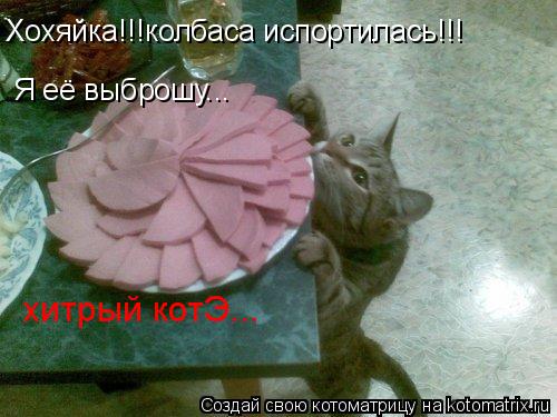 Котоматрица: Хохяйка!!!колбаса испортилась!!! Хохяйка!!!колбаса испортилась!!! Я её выброшу... хитрый котЭ...