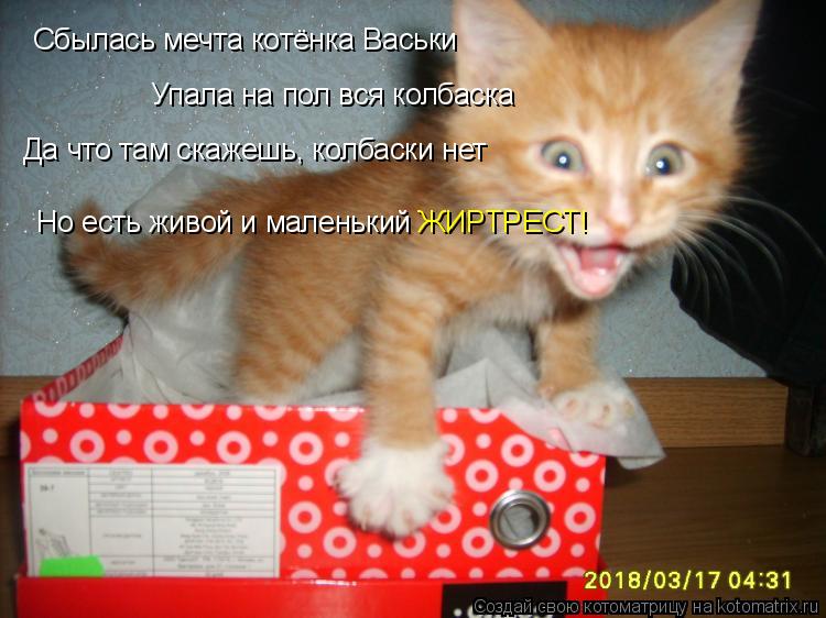 Котоматрица: Сбылась мечта котёнка Васьки Упала на пол вся колбаска Да что там скажешь, колбаски нет Но есть живой и маленький  ЖИРТРЕСТ!