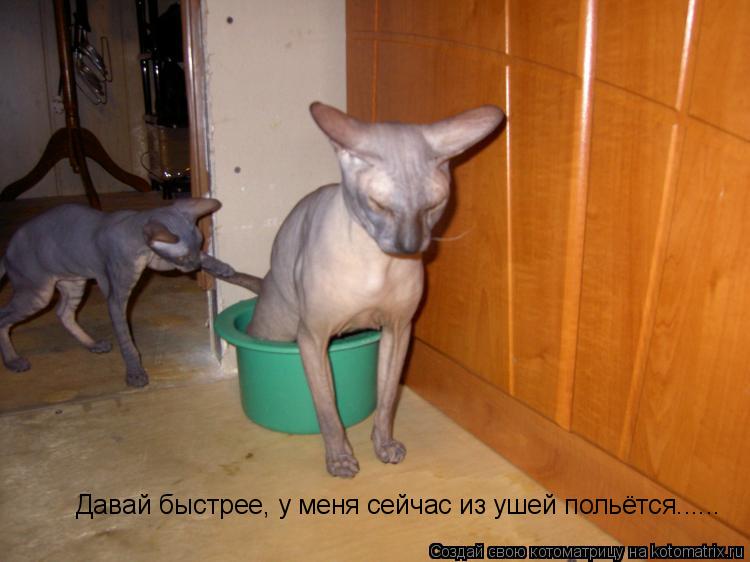 Котоматрица: Давай быстрее, у меня сейчас из ушей польётся......