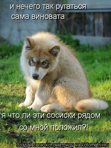 Котоматрица: и нечего так ругаться сама виновата я что ли эти сосиски рядом со мной положил?!
