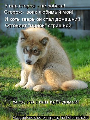 У нас сторож - не собака! И хоть зверь он стал домашний, Отгоняет "миной" страшной Всех, кто к нам ид... Котоматрица: У нас сторож - не собака! И хоть зверь он стал домашний, Отгоняет "миной" страшной Всех, кто к нам идёт домой! Сторож - волк любимый мой!