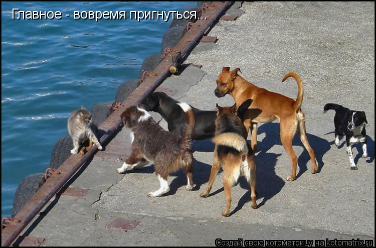 Главное - вовремя пригнуться...... Котоматрица: Главное - вовремя пригнуться...
