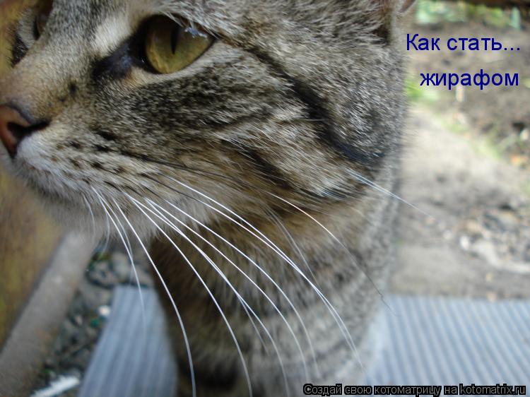 Как стать... жирафом... Котоматрица: Как стать... жирафом