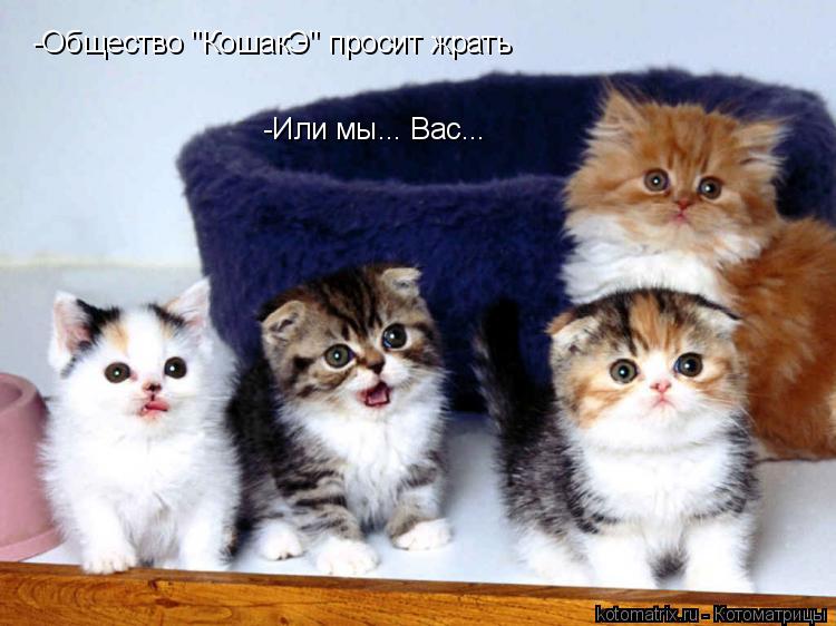 -Общество "КошакЭ" просит жрать -Или мы... Вас...... Котоматрица: -Общество "КошакЭ" просит жрать -Или мы... Вас...