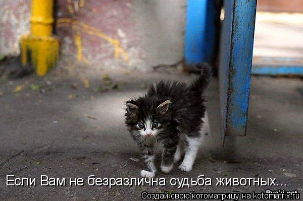 Если Вам не безразлична судьба животных...... Котоматрица: Если Вам не безразлична судьба животных...